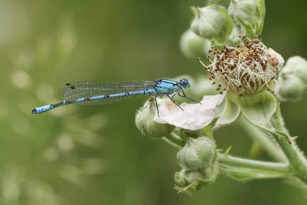 Una Bonita Damselfly Azul Común Enallagma Cyathigerum Encaramado Una Flor —  Fotos de Stock