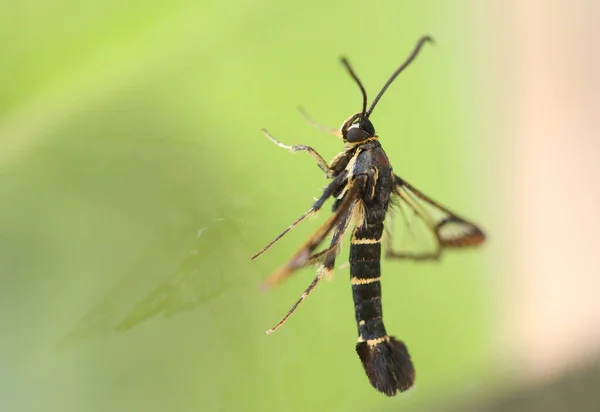 Magnificent Currant Clearwing Moth Synanthedon Tipuliformis Perching Window — Stock Photo, Image