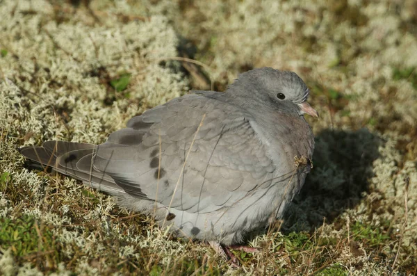 Güzel bir güvercin, Columba oenas, Norfolk sahil şeridindeki yosunların arasındaki kum tepelerinde dinleniyor..
