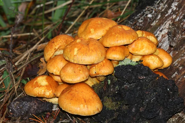 Grupp Spektakulära Svampar Gymnopilus Junonius Som Växer Skogsmark Storbritannien — Stockfoto