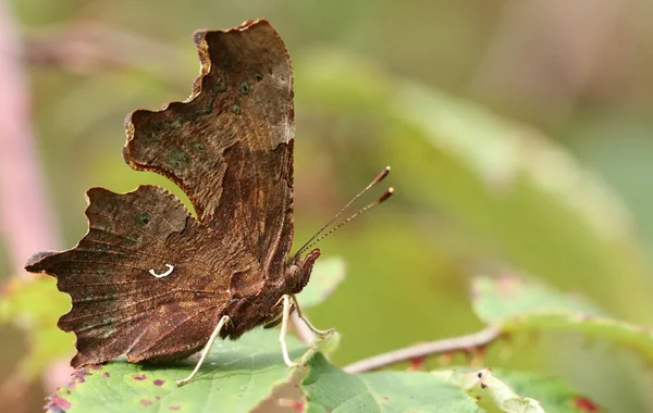 Πλαϊνή Όψη Ενός Όμορφου Coma Butterfly Polygonia Album Σκαρφαλωμένο Ένα — Φωτογραφία Αρχείου