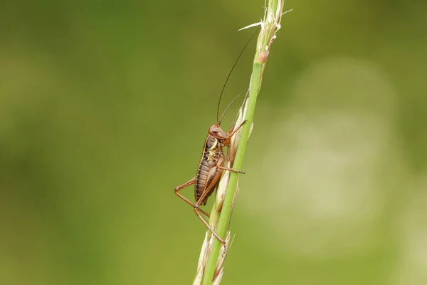 Eine Wunderschöne Seltene Roesel Buschgrille Metrioptera Roeselii Die Auf Einem — Stockfoto