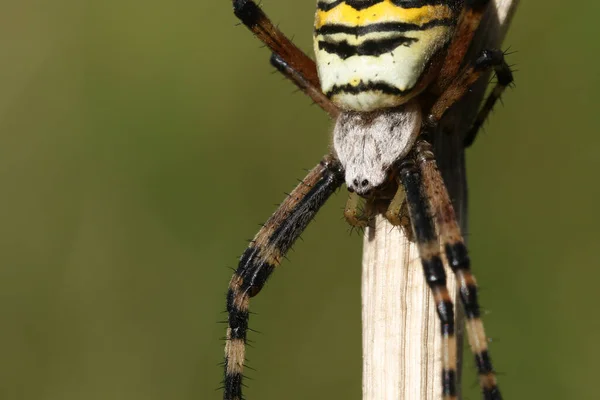 Primer Plano Una Araña Avispa Argiope Bruennichi —  Fotos de Stock