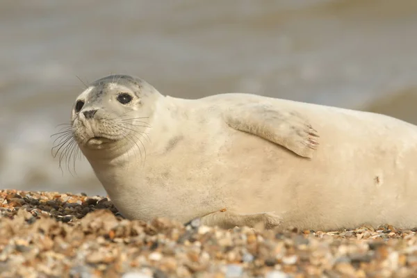 Grey Seal Halichoerus Grypus Відпочиває Пляжі — стокове фото
