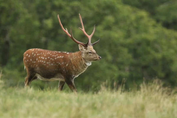 Een Hert Manchurian Sika Deer Cervus Wandelen Een Weide — Stockfoto