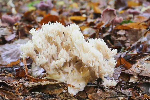 Upright Coral Fungus Ramaria Stricta Växer Från Skogsmarken — Stockfoto