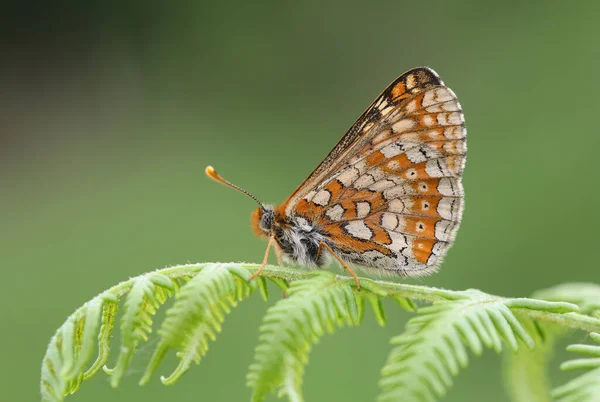 Marsh Fritillary Butterfly Euphydryas Aurinia Perched Closed Wings Bracken — Stock Photo, Image