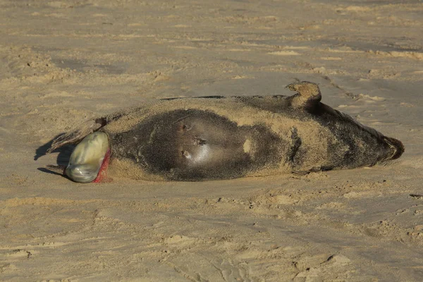 Grey Seal Pup Halichoerus Grypus Being Born Beach Horsey Norfolk — Stock Photo, Image