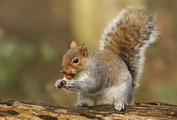 Tiro Humorístico Esquilo Cinzento Bonito Scirius Carolinensis Com Uma Porca — Fotografia de Stock