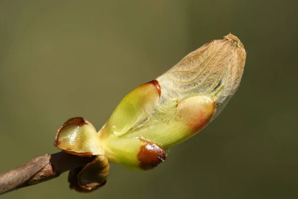 Broto Cavalo Castanheiro Aesculus Hippocastanum Abrindo Sol Primavera — Fotografia de Stock