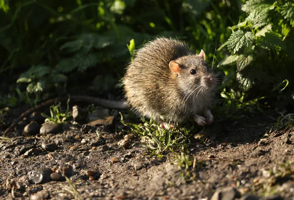 Wild Brown Rat Rattus Norvegicus Eating Seads Ground Edge Lake — Stock Photo, Image