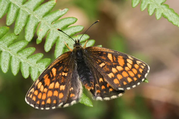 Rare Papillon Fritillaire Bruyère Melitaea Athalia Perché Sur Saule Avec — Photo