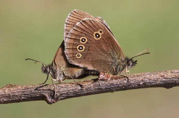 Πλαϊνή Όψη Ενός Ζευγαριού Ringlet Butterfly Aphantopus Hyperantus Σκαρφαλωμένο Ένα — Φωτογραφία Αρχείου