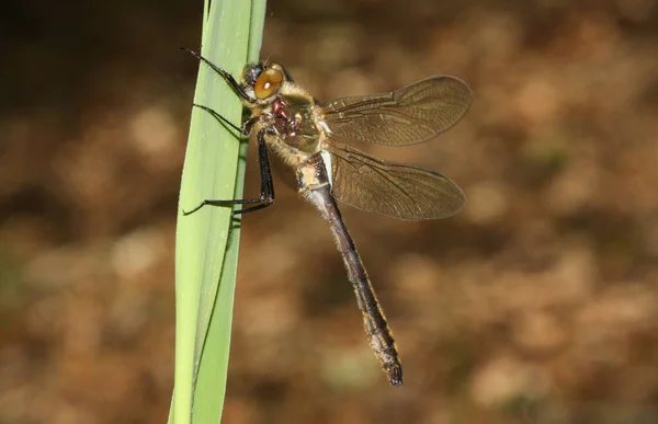 Beautiful Downy Emerald Dragonfly Cordulia Aenea Perched Reed — Stock Photo, Image