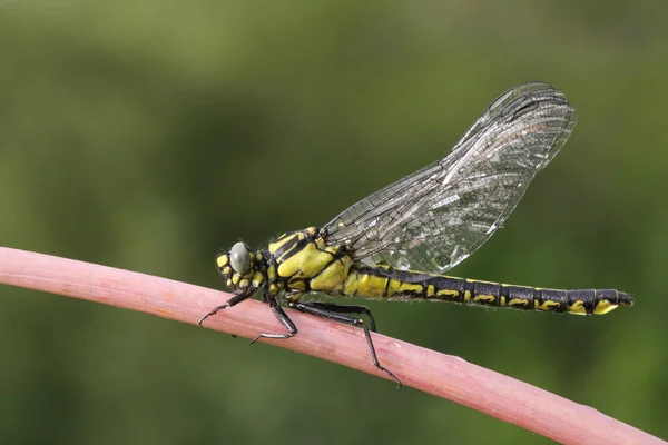 Rare Club Tailed Dragonfly Gomphus Vulgatissimus Perched Stem Plant — Stock Photo, Image