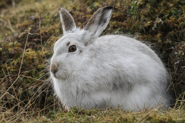 Mountain Hare Lepus Timidus Seu Casaco Branco Inverno Nas Montanhas — Fotografia de Stock