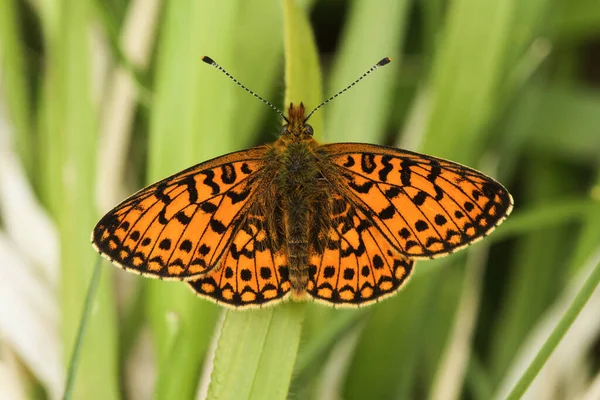 Open Winged Small Pearl Bordered Fritillary Boloria Selene Butterfly Perched — Stock Photo, Image
