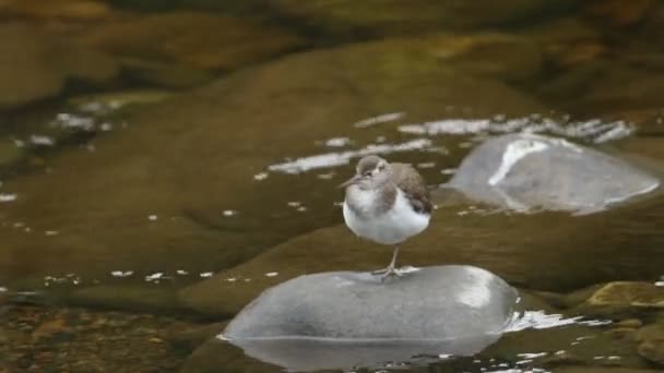 Sandpiper Bastante Comum Actitis Hypoleucos Sobre Uma Rocha Rio Uma — Vídeo de Stock