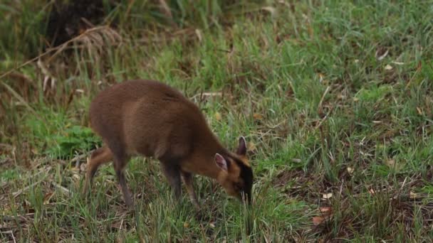 Een Mooi Vrouwtje Muntjac Deer Muntiacus Reevesi Voedend Een Eiland — Stockvideo