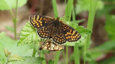 Bir çift nadir çiftleşen Heath Fritillary Butterfly (Melitaea athalia) ormandaki bir yaprağın üzerinde tünemektedir..