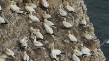 İngiltere 'de kayalıklara yuva yapan büyüleyici bir Gannet (Morus bassanus) kolonisi..