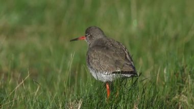 Güzel bir Redshank, Tringa totanus, baharda çayırdaki çimenli bir tümsekte duruyor..