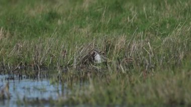 Bir grup güzel Snipe (Gallinago gallinago) dinlenme, beslenme ve su kenarındaki çimlerde preening.