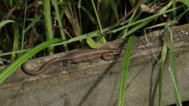 Büyüleyici bir dişi kertenkele (Zootoca vivivipara) tahta bir çitin üzerinde güneşin tadını çıkarıyor..