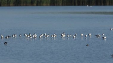 Bir Avocet sürüsü, Recurvirostra avosetta, dinleniyor, hazırlanıyor ve diğer dalıcı kuşlarla birlikte Norfolk kıyısındaki bir tatlı su nehrinde besleniyor..