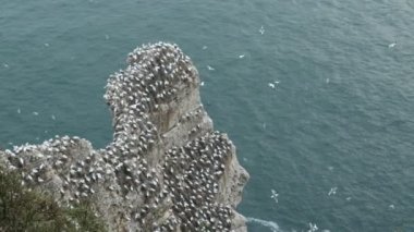Muhteşem Gannet kolonisi, Morus Bassanus, Yorkshire İngiltere 'deki Bempton uçurumlarında yuva yapıyor..