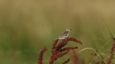 Geniş yapraklı bir rıhtım bitkisine tünemiş ve gagasında yavrularını besleyecek bir çekirgeyle nefes kesici bir çayır Pipit (Anthus pratensis). Rüzgârlı bir hava esiyor..