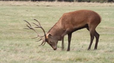 Muhteşem bir Kızıl Geyik Geyiği, Cervus Elaphus, testosteronla dolu, boynuzlarını çimlere sürtüyor ve çiftleşme mevsiminde öfkeyle toynaklarıyla toprağı kazıyor..