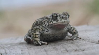 Muhteşem bir vahşi Natterjack Kurbağası (Bufo Epidalea felaketi). İngiltere 'de çok nadir bulunan bir amfibi..