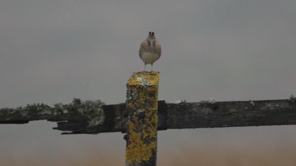 Guapo Snipe Gallinago Gallinago Posado Una Vieja Cerca Cubierta Liquen — Vídeo de stock