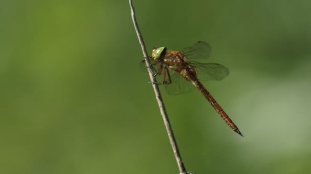 Impresionante Norfolk Hawker Libélula Anaciaeschna Isoceles Posado Una Junco Borde — Vídeo de stock