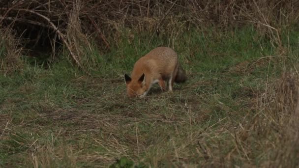 Uma Magnífica Raposa Vermelha Selvagem Vulpes Vulpes Procura Comida Para — Vídeo de Stock