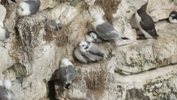 Colony Nesting Kittiwake Rissa Tridactyla Adults Chicks Sitting Nests Ledges — Stock Video