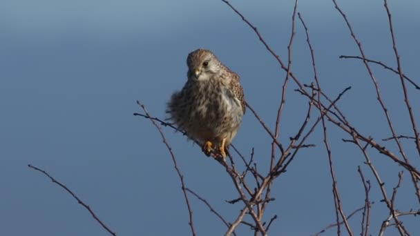 Cernícalo Caza Falco Tinnunculus Posado Hawthorn Tree Día Muy Ventoso — Vídeos de Stock