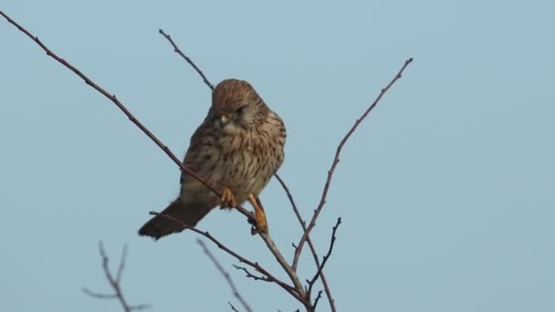 İngiltere 'de rüzgarlı bir günde Hawthorn Ağacı' na tüneyen bir av kestanesi, Falco tinnunculus..
