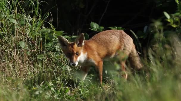 Vild Red Fox Vulpes Vulpes Som Äter Vid Ingången Till — Stockvideo