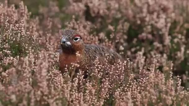 Impresionante Urogallo Rojo Lagopus Lagopus Alimentándose Brezo Las Tierras Altas — Vídeos de Stock