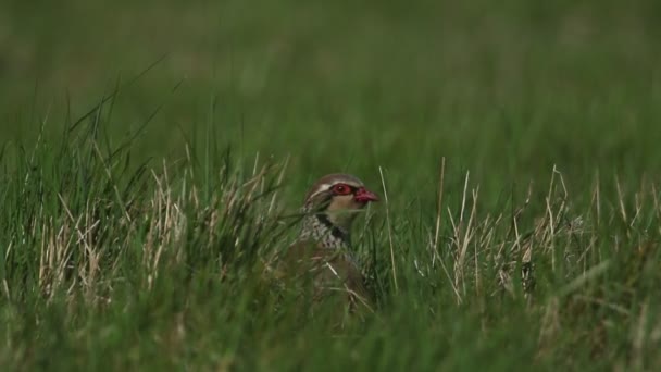 Piękny Czerwonononogi Partridge Alectoris Rufa Ukrywający Się Długiej Trawie Oglądający — Wideo stockowe