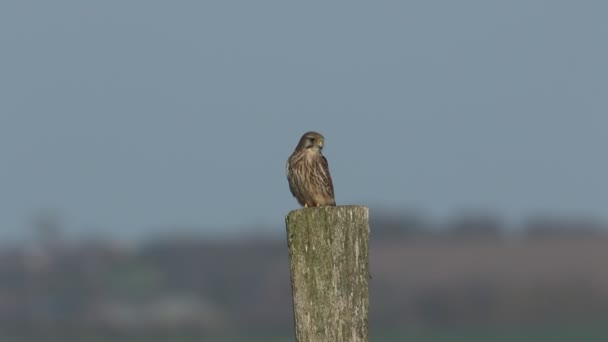 Bonito Cernícalo Caza Falco Tinnunculus Posado Sobre Poste Madera — Vídeo de stock