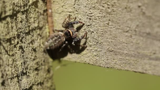 Una Araña Saltadora Marpissa Muscosa Una Cerca Madera Cazando Insectos — Vídeo de stock