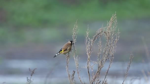 Bir Goldfinch Carduelis Carduelis Kırsalda Yetişen Yabani Bir Bitkinin Tohumlarıyla — Stok video