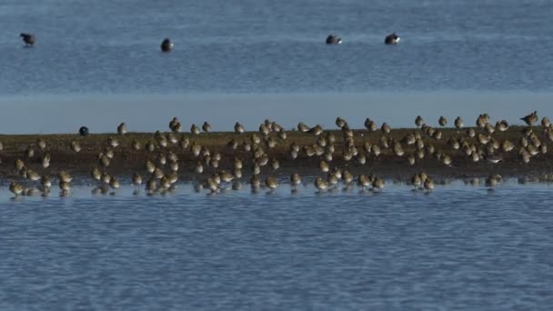 Flock Magnifika Golden Plover Pluvialis Apricaria Vilar Och Putsar Tillsammans — Stockvideo