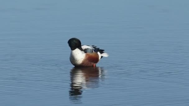 Ohromující Drake Shoveler Duck Anas Clypeata Čistící Okraji Sladkovodního Jezera — Stock video