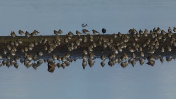 Flock Magnifika Golden Plover Pluvialis Apricaria Vilar Och Putsar Tillsammans — Stockvideo