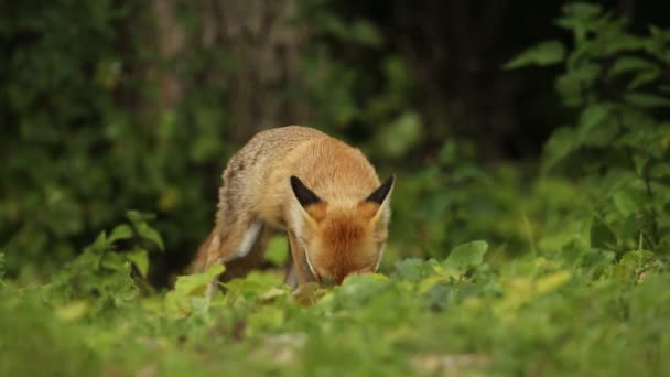 Divoká Červená Liška Vulpes Vulpes Krmící Poli Okraji Lesa — Stock video