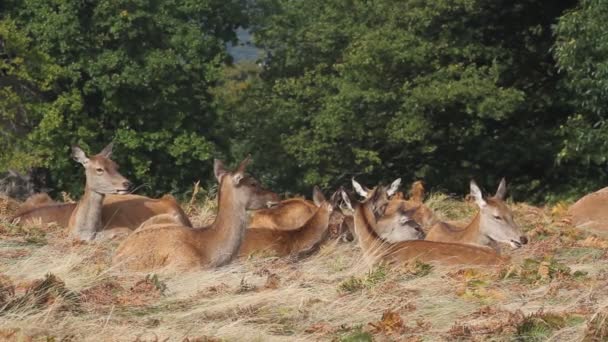 Grupp Magnifika Red Deer Hinds Cervus Elaphus Vilar Gräset Och — Stockvideo